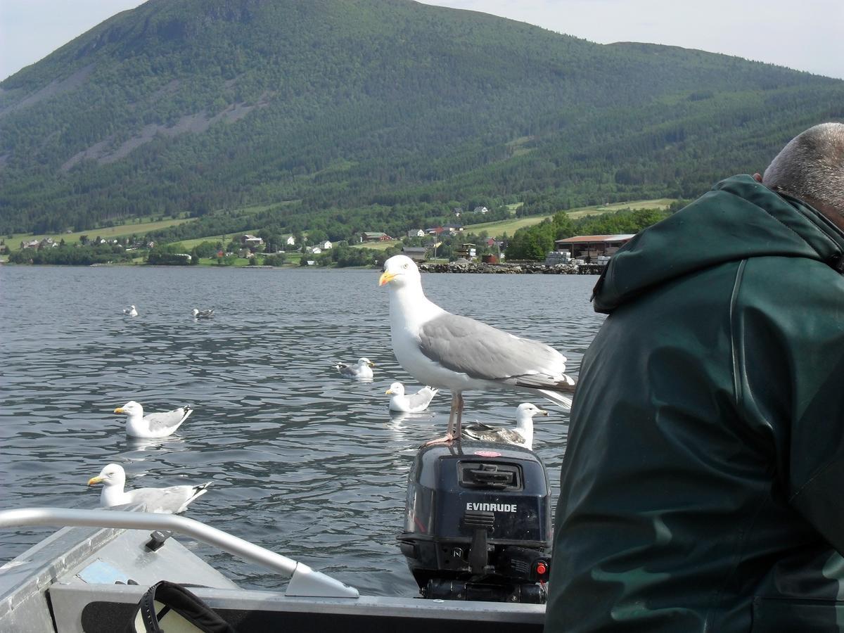 Fagervik Camping Tresfjord Ngoại thất bức ảnh